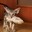 Foxkr1