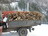 Продам сухую летнюю березу