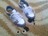 Кросовки-ролики Heelys
