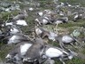 В Норвегии от удара одной молнии погибли 323 оленя
