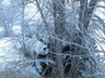ДТП в Саяногорске: машина - в кустах, пешеход - в больнице