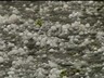 Грозовой фронт пожалел Саяногорск