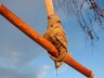 В Майна 12-летний мальчик сорвался с тарзанки и погиб