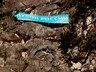 Саяногорск принял первый этап кубка России по альпинизму в скальном классе