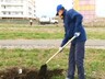 В Саяногорске начали озеленять дворы, парки и скверы