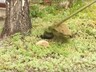 В Саяногорске начинается первая косьба травы
