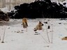 В Саяногорске неизвестные устроили стрельбу по собакам