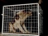 Отловщики бродячих собак в Саяногорске делают упор на школу №6