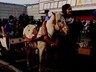 Саяногорск встретил Масленицу
