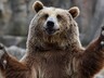 В районе СШГЭС видели медведей