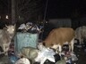 Саяногорцы принесли мусор к зданию мэрии и прокуратуры