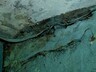 Жители одного из домов Саяногорска бояться, что их убьёт током, либо от сырости рухнут стены