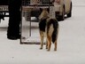 В Саяногорске начался отлов бродячих собак
