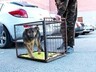 Глава Саяногорска поделился с коллегами предложениями по борьбе с безнадзорностью животных