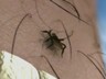 В Саяногорске началась вторая волна активности клещей