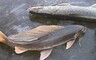 Рядом с Мохово рыбачить нельзя, около Совхакасии - безопаснее