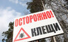 Клещи укусили около двухсот жителей Хакасии