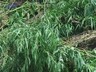 В Саяногорске уничтожено более двух тонн дикорастущей конопли