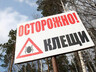 В Хакасии фиксируется большое количество случаев укуса клеща