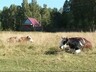 Перемещение животных без документов карается штрафами