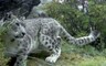 На снежных барсов завели паспорта