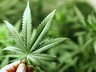 В Хакасии дачники собирают запретный урожай
