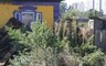 В Хакасии борются с коноплей