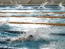 В копилке пловцов Абакана четыре медали чемпионата и первенства СФО