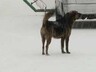 Вопросами бродячих собак занимается КБО