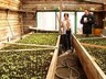 В Саяногорске высадят до 120 тысяч цветов