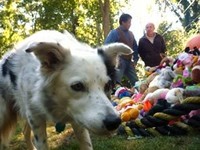 Саяногорск Инфо - Присоединённое изображение