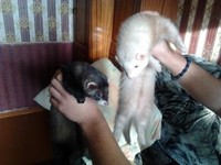 Саяногорск Инфо - Присоединённое изображение