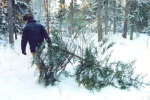 Житель Богословки попался на незаконной рубке елей