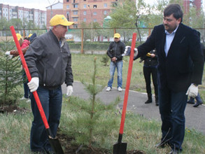 Сосны и ели украсили территорию больничного комплекса Саяногорска