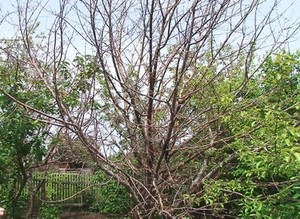 Саяногорские садоводы обеспокоены эпидемией рака