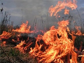 Лесной пожар в районе Саяногорска потушили оперативно