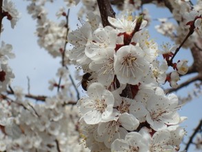 Садоводы Саяногорска получили почти 4 миллиона, но расчитывают на большее