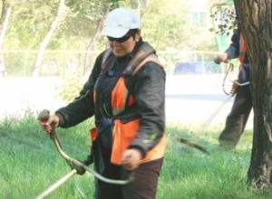 В Саяногорске продолжается массовое истребление травы