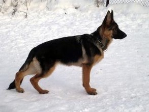 В Саяногорске Есаул привел полицейских к вору