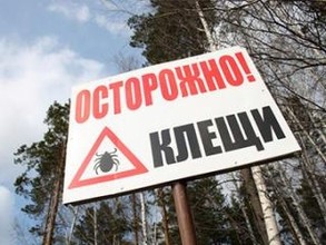 В Хакасии появились первые заболевшие после укуса клещей