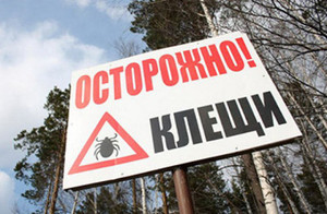 В Хакасии фиксируется большое количество случаев укуса клеща