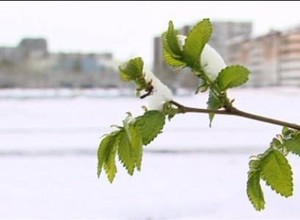 Субботник в Парке активного отдыха переносится