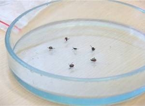 Жара в Саяногорске немного снизила активность клещей