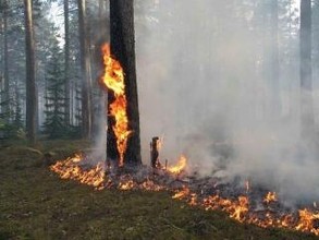 В Хакасии лес вспыхнул из-за замыкания на ЛЭП