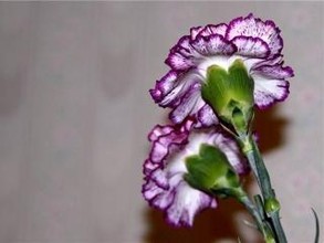 Расставание с женщиной убило жителя Хакасии