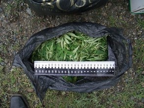 В Хакасии трое любителей марихуаны пойдут под суд за сбор "урожая"