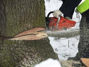 В Бейском районе наказаны черные лесорубы