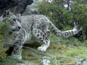 На снежных барсов завели паспорта