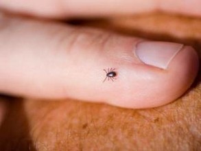 Жительница Хакасии умерла после укуса клеща