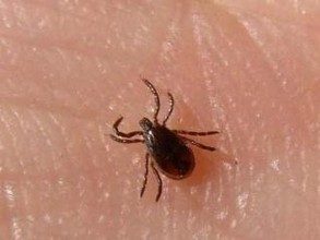 Большинство пострадавших от клещей жителей Хакасии не имели прививок